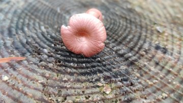 Oikeanlainen luoti vai isokaliiperi, kumpi ratkaisee?